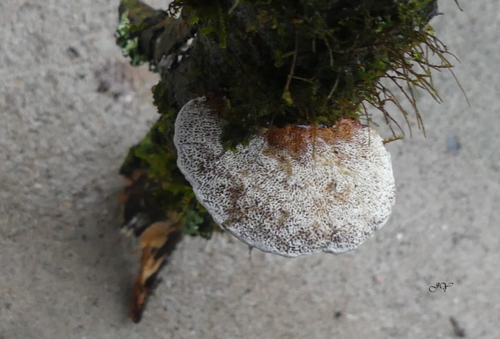 POLYPORE sur une  BRANCHE DE SAULE 1.1.23. (2).jpg