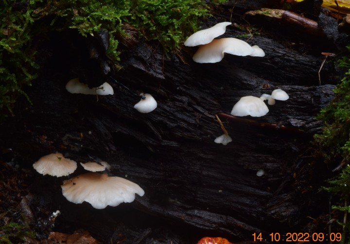 DSC_2980.JPG