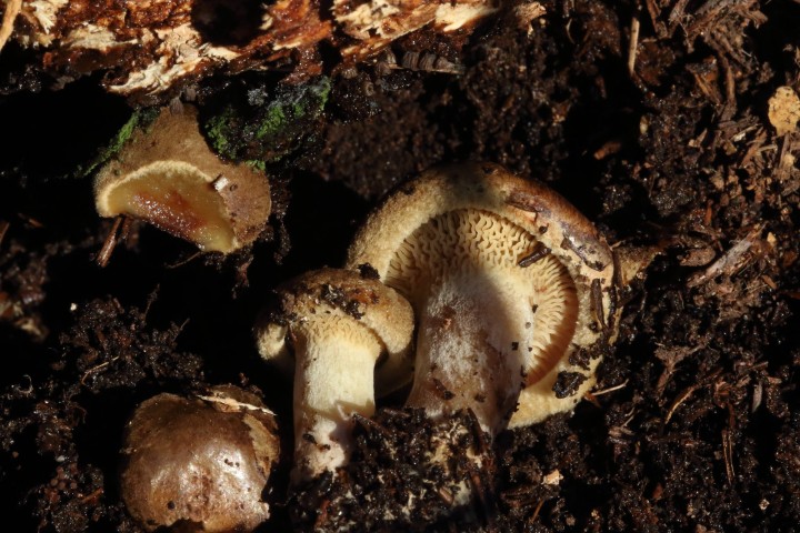 4X6A3702_1.JPG