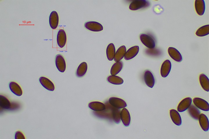 spores de Psathyrella longicauda