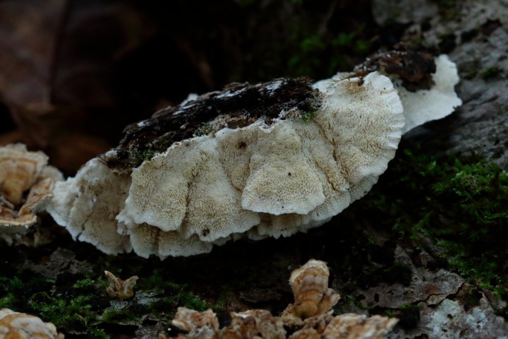 4X6A0369-1.JPG
