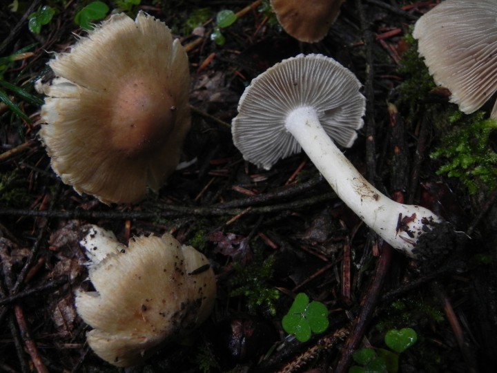 DSCN7932.JPG
