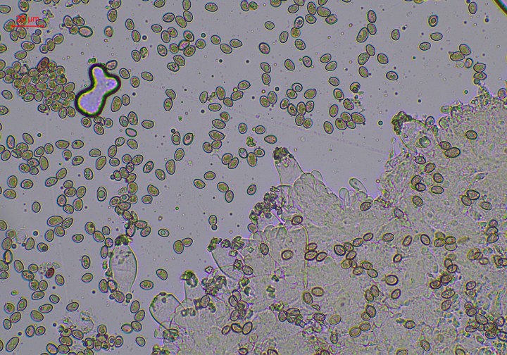 pleurocystides