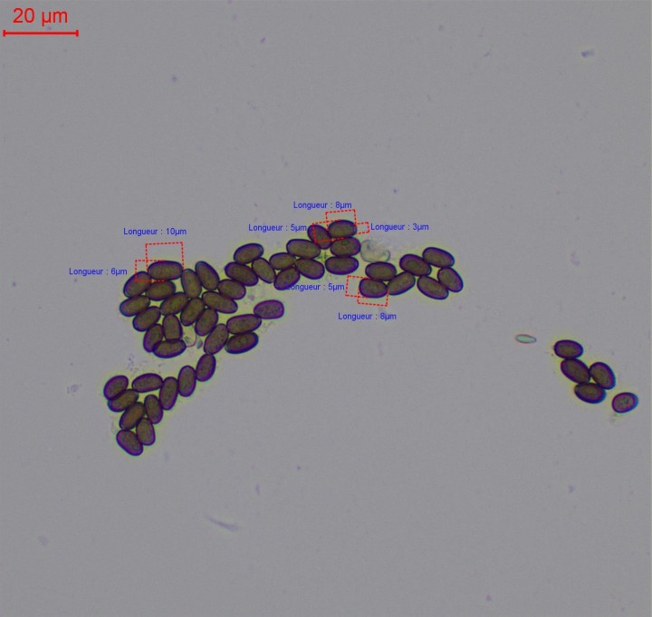 spores koh-007.jpg