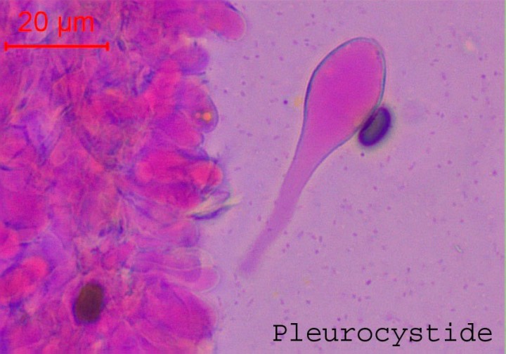 pleurocystide.jpg