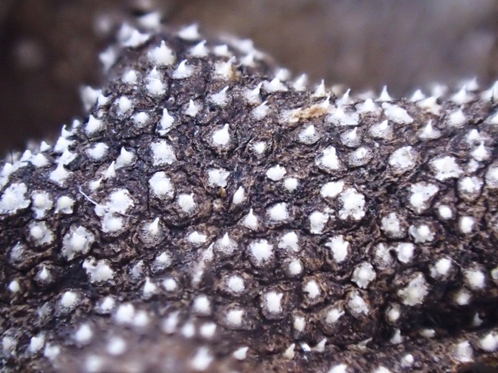 Hypothalle et columelle.JPG