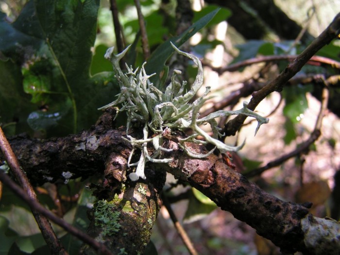lichen (7).JPG