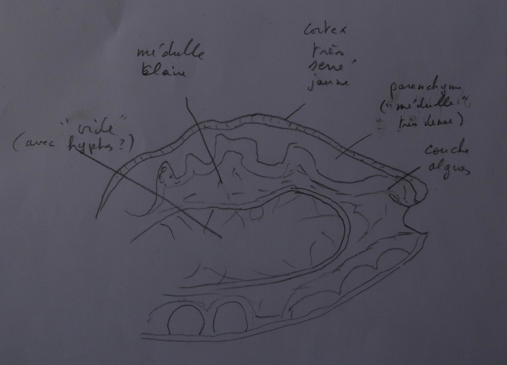 coupe rama fasti.JPG
