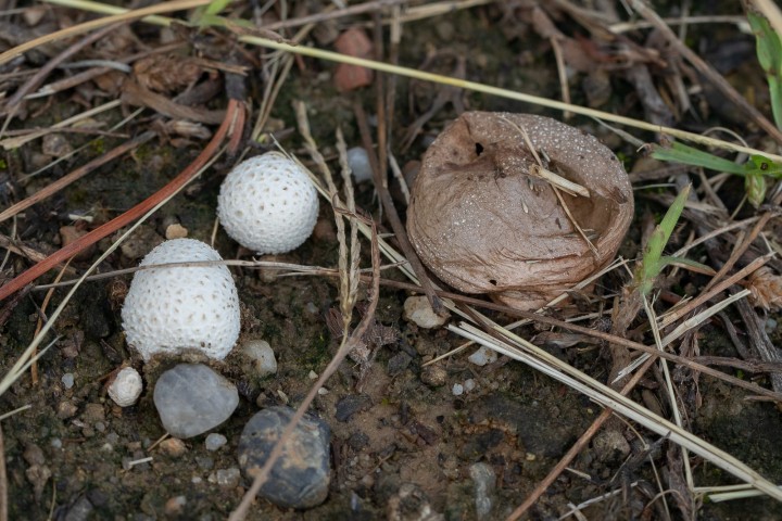 Champi-3.jpg
