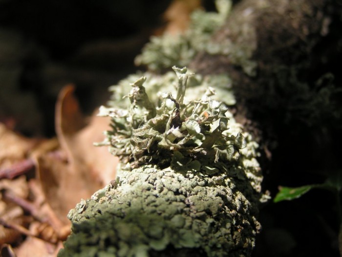 lichen (2).JPG
