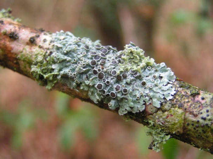 lichen (4).JPG