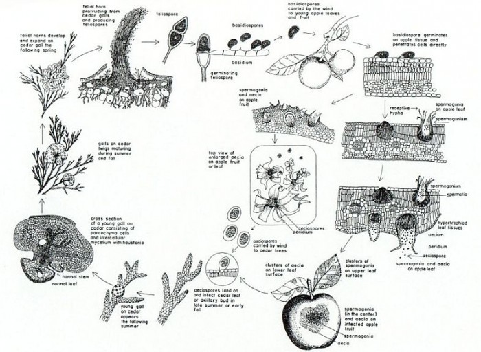 Cycle Gymnosporangium.jpg