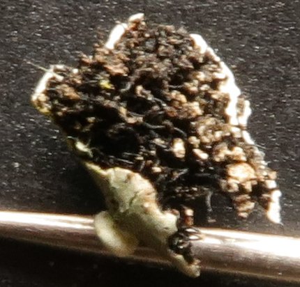 parmelina sur branchette rhizines 2.JPG