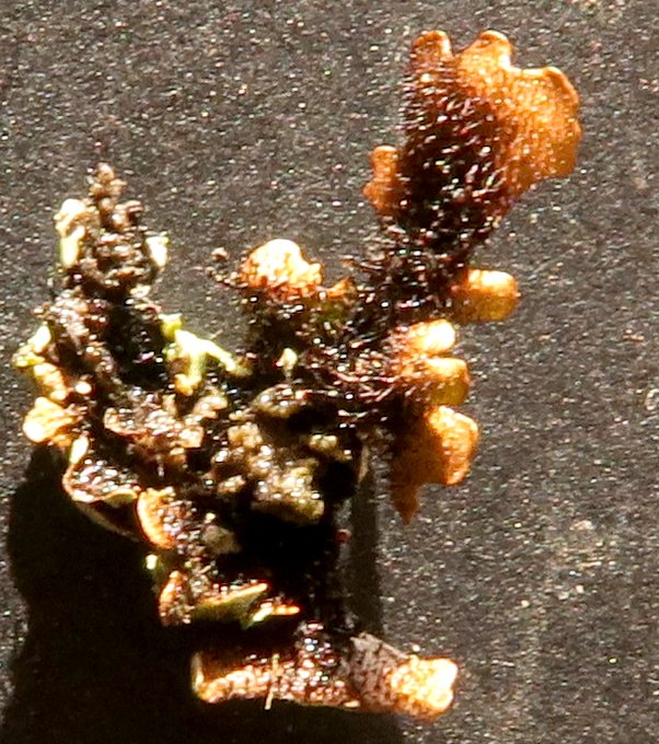 parmelina sur branchette rhizines 3.JPG