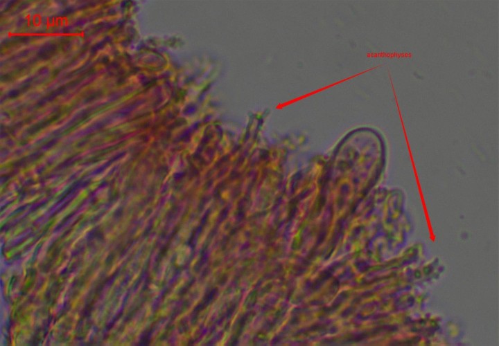stereum hetre-004.jpg