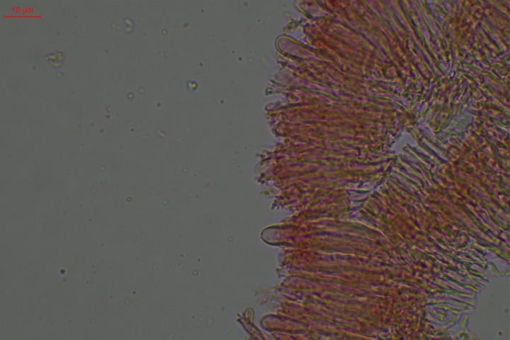 stereum hetre-005.jpg