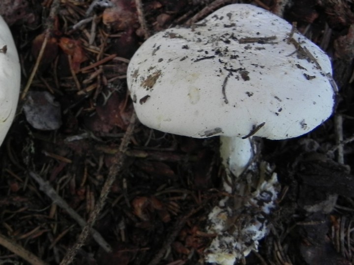 DSCN1750d.JPG