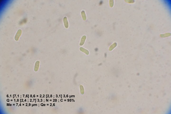 spores