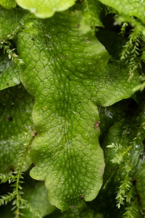 Hepatique-3.jpg