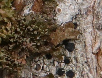 pustules 2.JPG