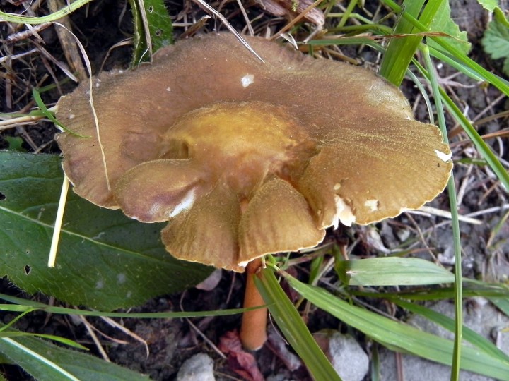 DSCN8016b.JPG