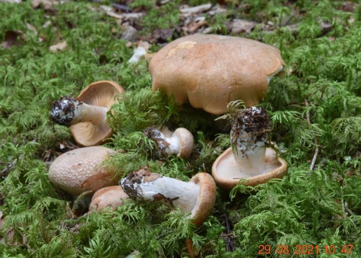 DSC_2167.JPG