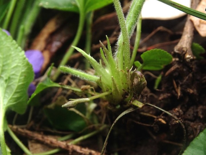 Stipules