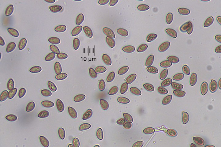 spores_x400_02.jpg