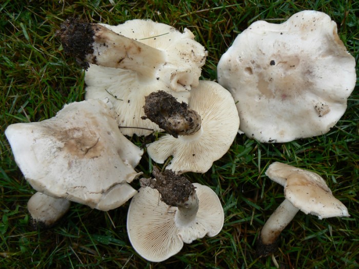 Calocybe_gambosa.jpg