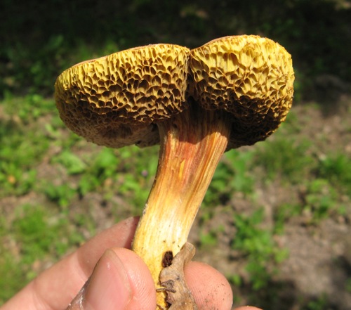 Termels0010.JPG