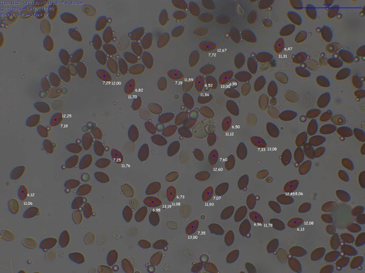 spores_pixi.jpeg