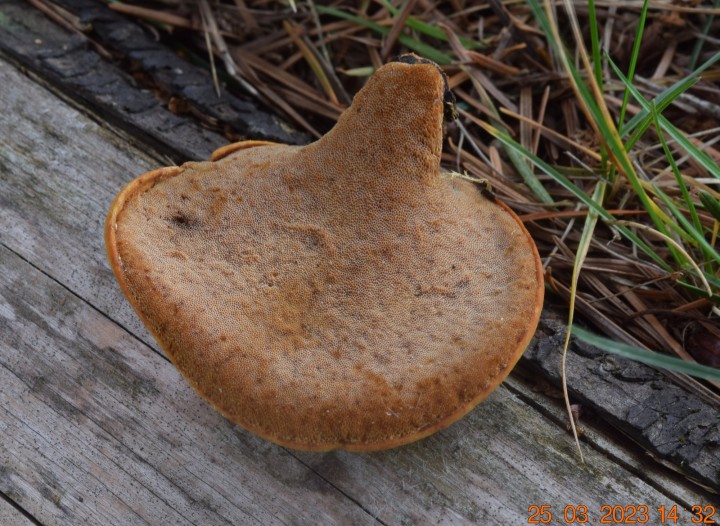 DSC_3241.JPG