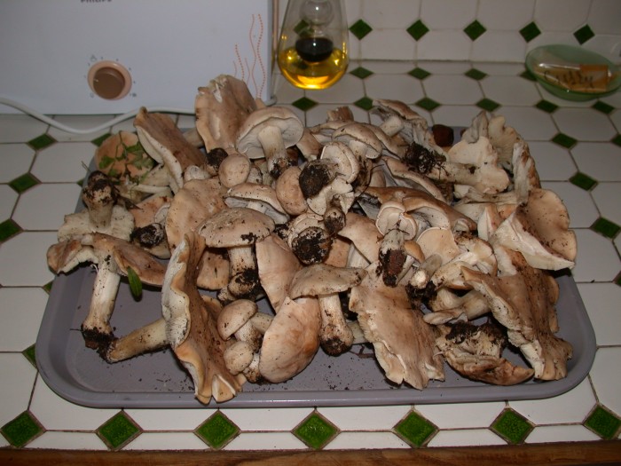 calocybe gambosa 250408 7.JPG