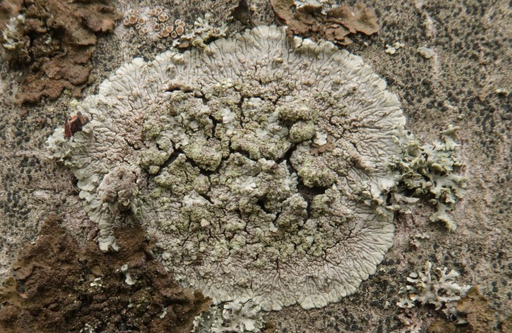 diploicia vérif.JPG