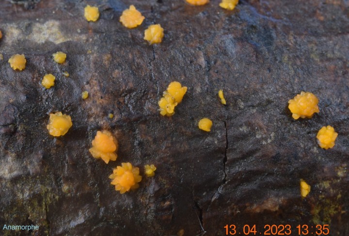 Dacrymyces stillatus.JPG