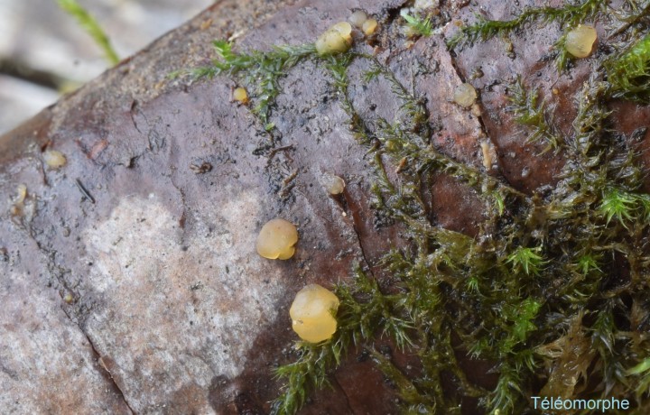 Dacrymyces stillatus (2).JPG