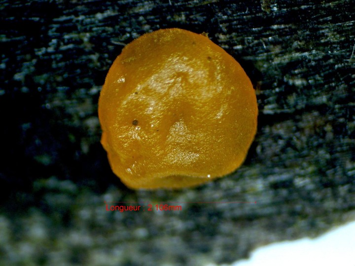 ascoChenil#5.jpg