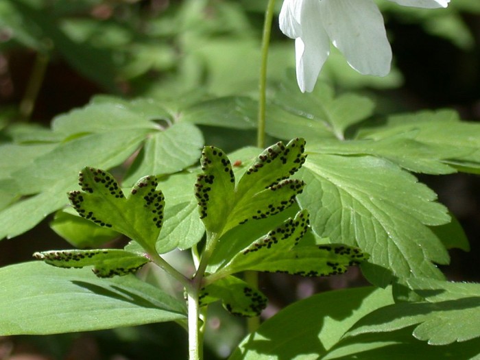 DSCN2849b.jpg