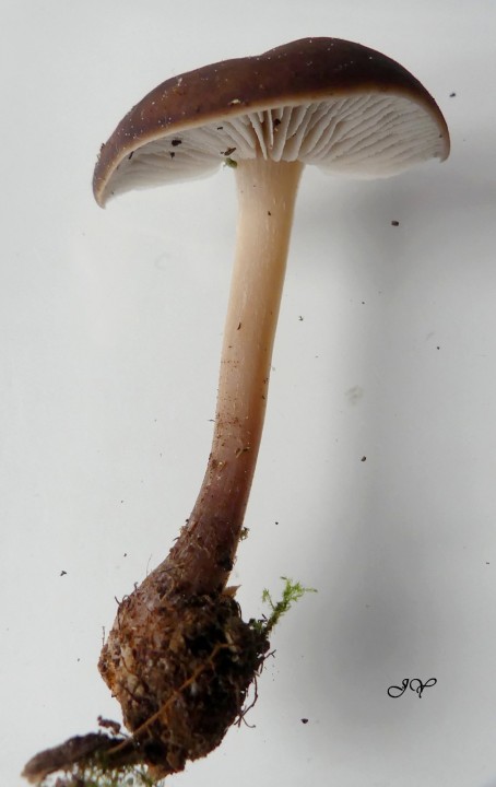 Champignon  sur saule le 25 AVRIL 2023. (9).jpg