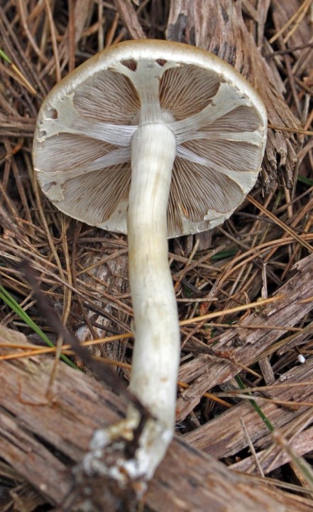 Champignon 1 red.jpg
