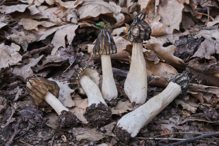 DSCF6482.jpg