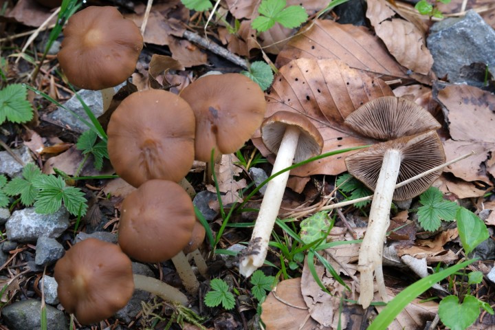 DSCF7678.jpg