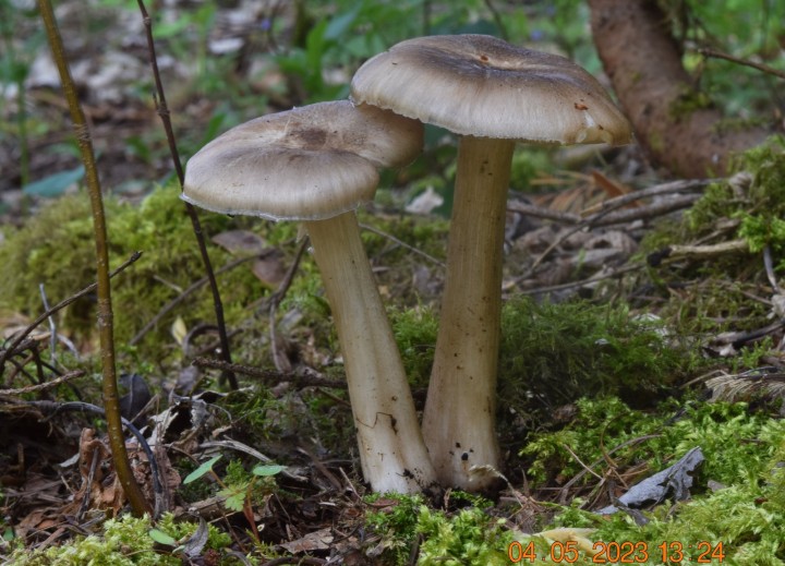DSC_3275.JPG
