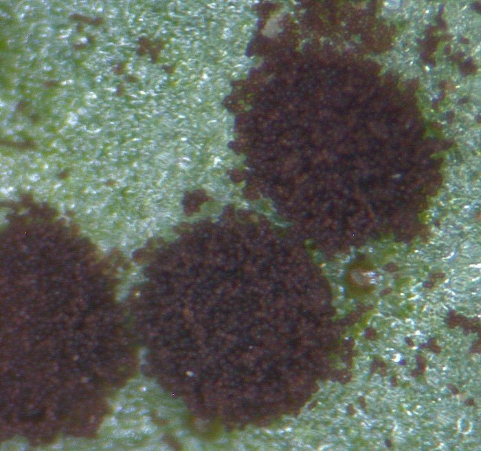 Tranzschelia-anemones-loupe.jpg
