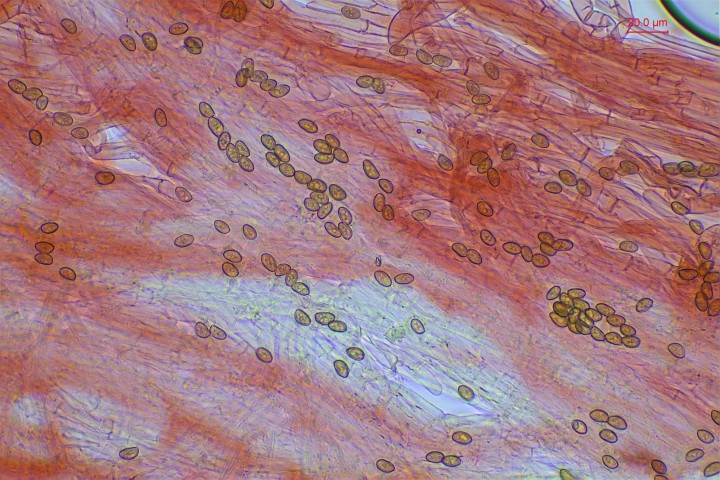 Spores sur le stipe . N= 41 ; (8)9.1-9.4-10.6(11) x (5.5)5.6-5.9-6.5(6.9) . Qm= 1.62