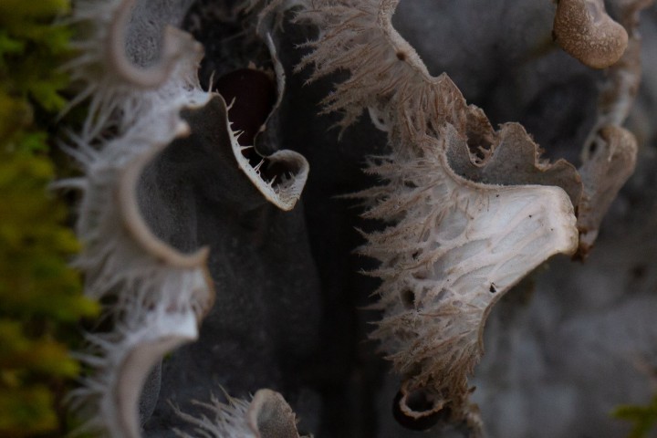 Lichen-3.jpg