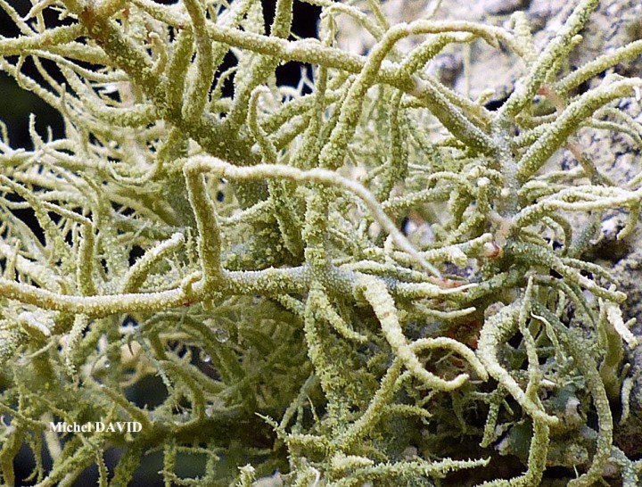 Usnea_cornuta__MD_Roch_Cleguer__S2.jpg