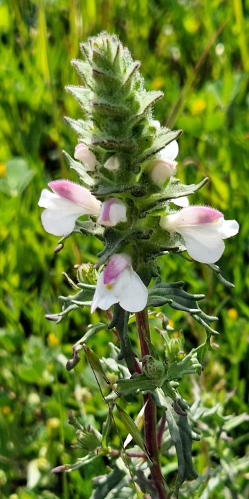 Cliquer sur l'image pour agrandir