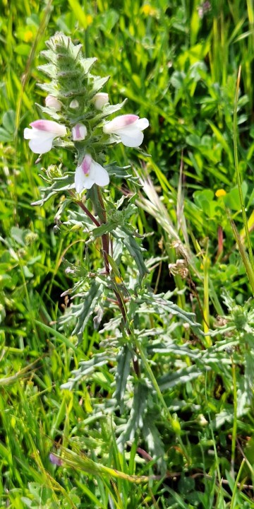 Cliquer sur l'image pour agrandir