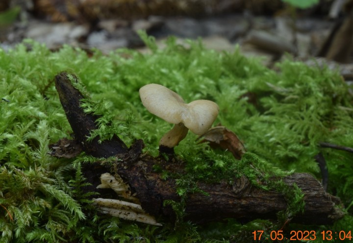 DSC_3323.JPG